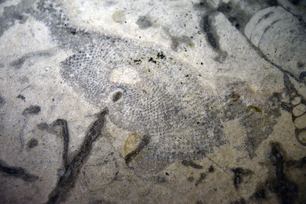 29B Banff Springs Hotel Staircase Made Of Manitoba Tyndall Stone Has A Complete Fish Fossil